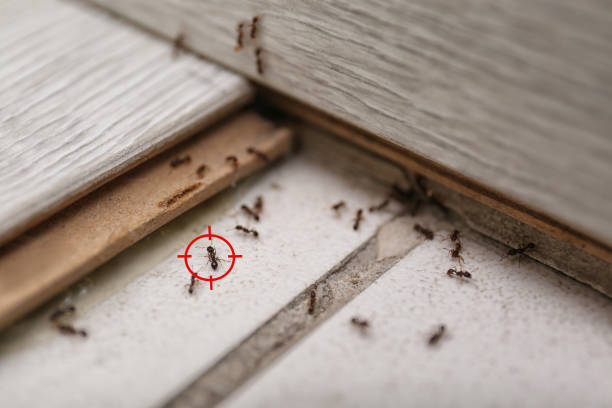 Best Cockroach Control Services  in Douglasville, GA